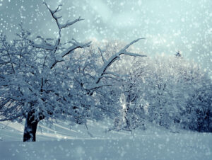 A stock photo of a forest in winter, with snow on the ground and falling.