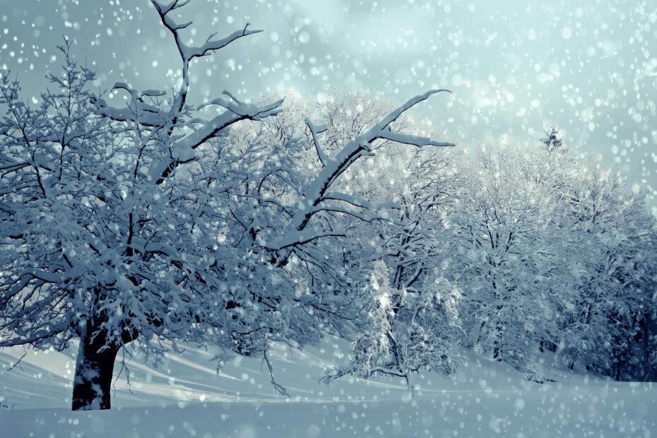 A stock photo of a forest in winter, with snow on the ground and falling.