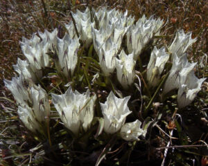 Arctic Gentian Flowers
