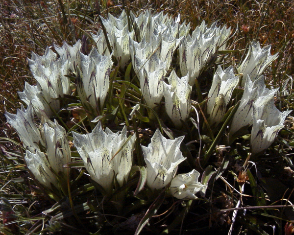 Arctic Gentian Flowers