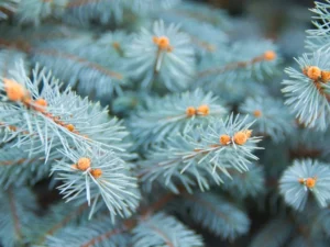 Blue Spruce sprigs on a tree
