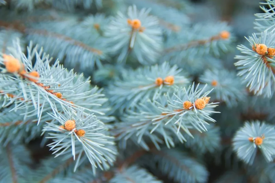 Blue Spruce sprigs on a tree