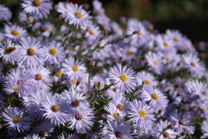 A picture of purple mountain asters.