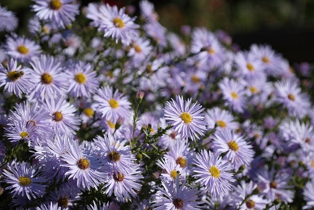 A picture of purple mountain asters.