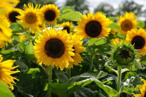 A picture of a field of sunflowers